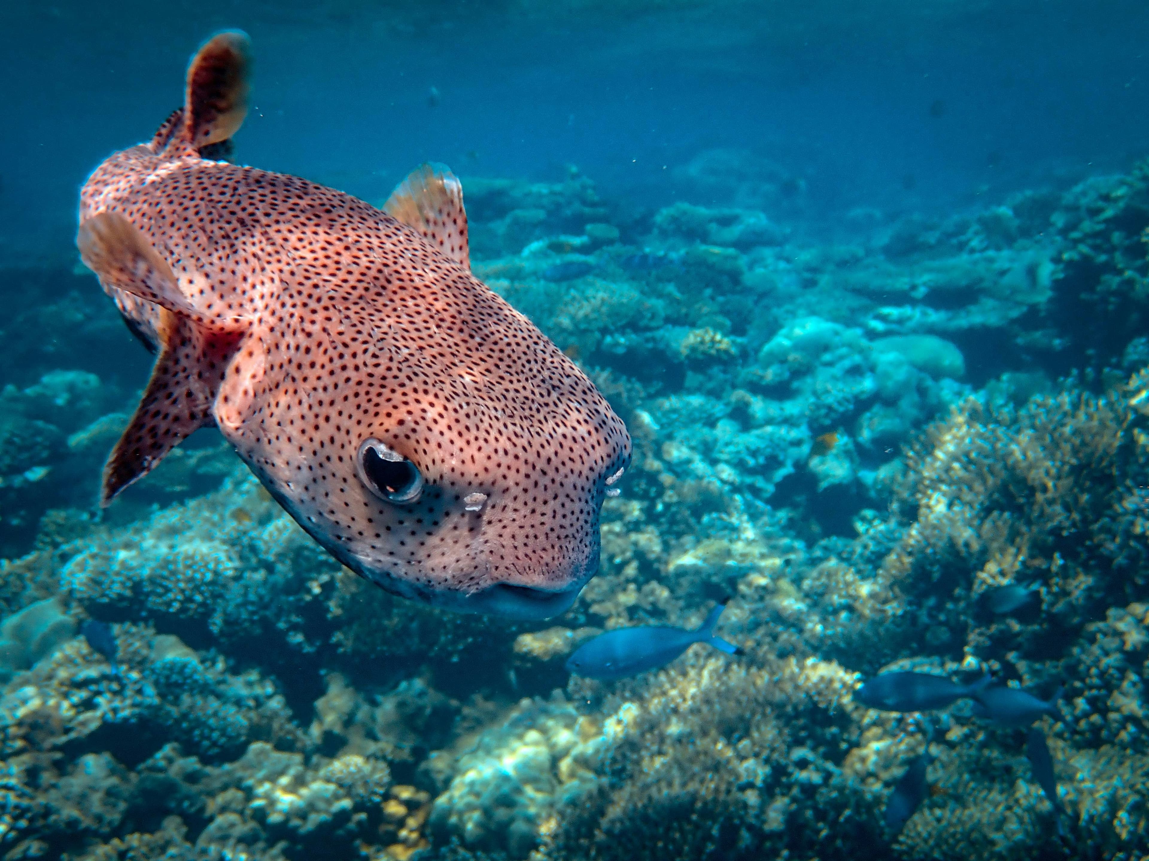 Sulawesi, Bunaken-Lembeh: Buceando en Sulawesi