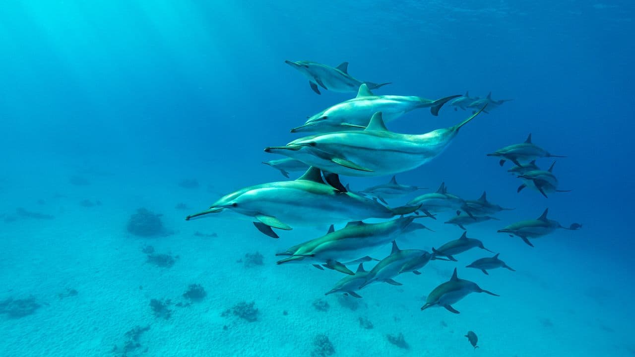 Nadar con Delfines en libertad - Mar Rojo