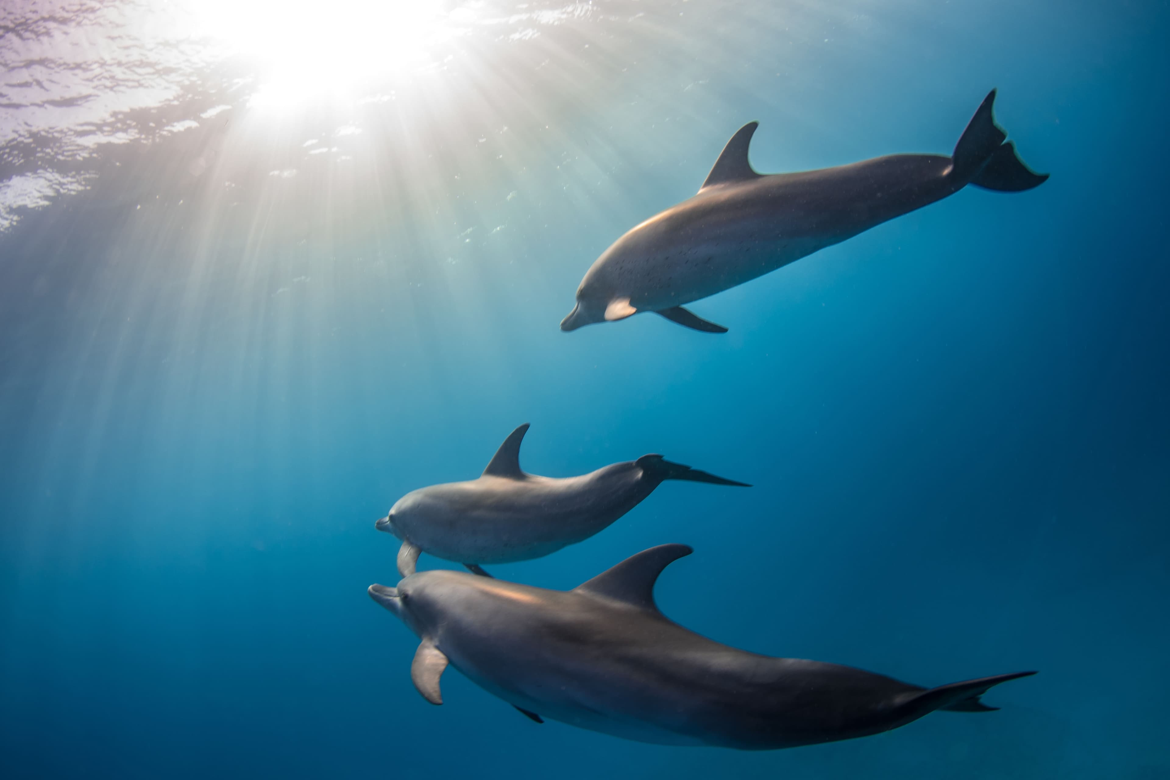 Nadar con Delfines en libertad - Mar Rojo