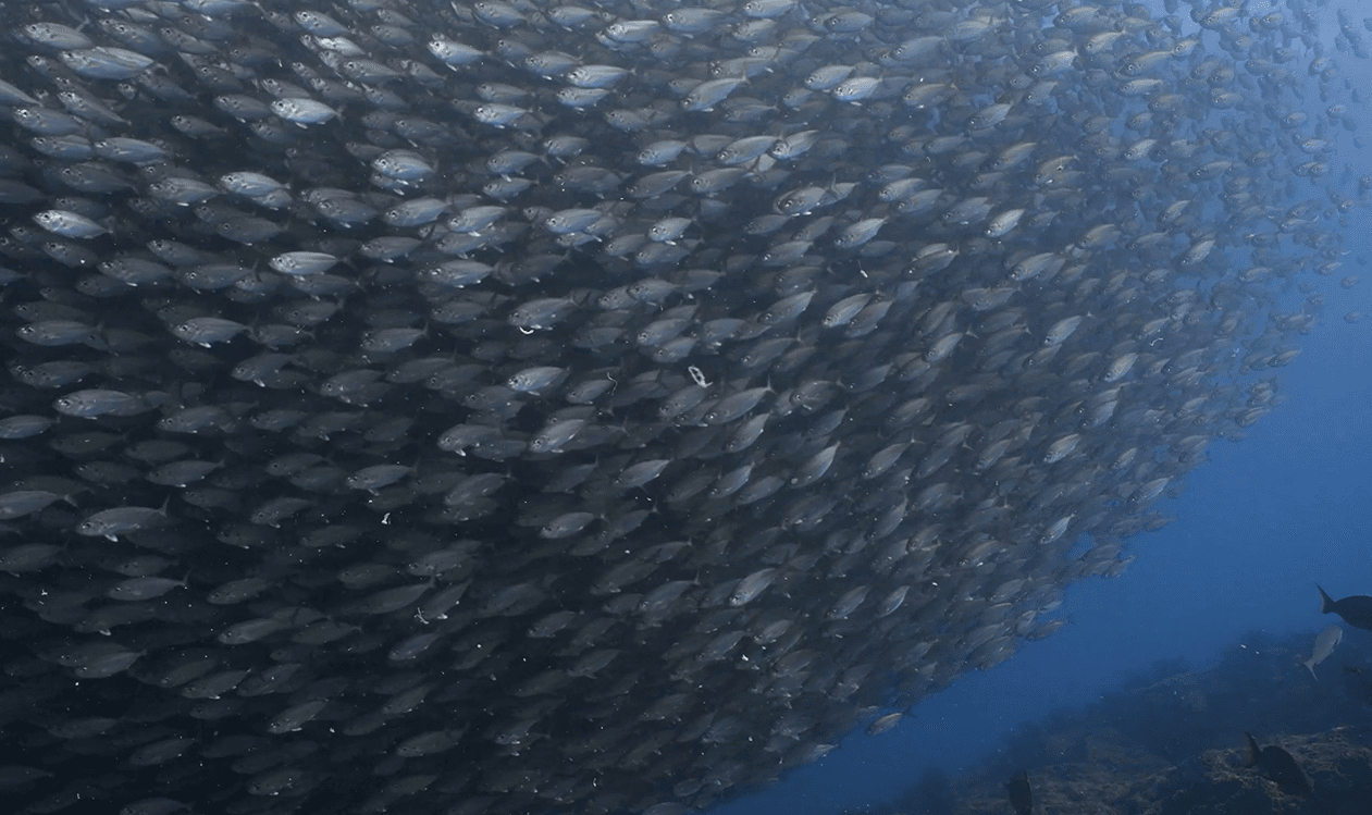 Baja California - Ocean Safari: Ballenas, Móbulas, Orcas and más!