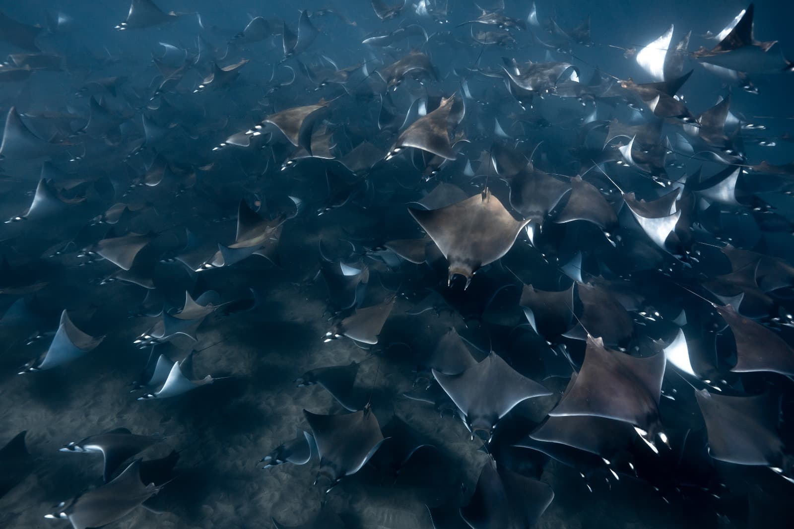 Baja California - Ocean Safari: Ballenas, Móbulas, Orcas