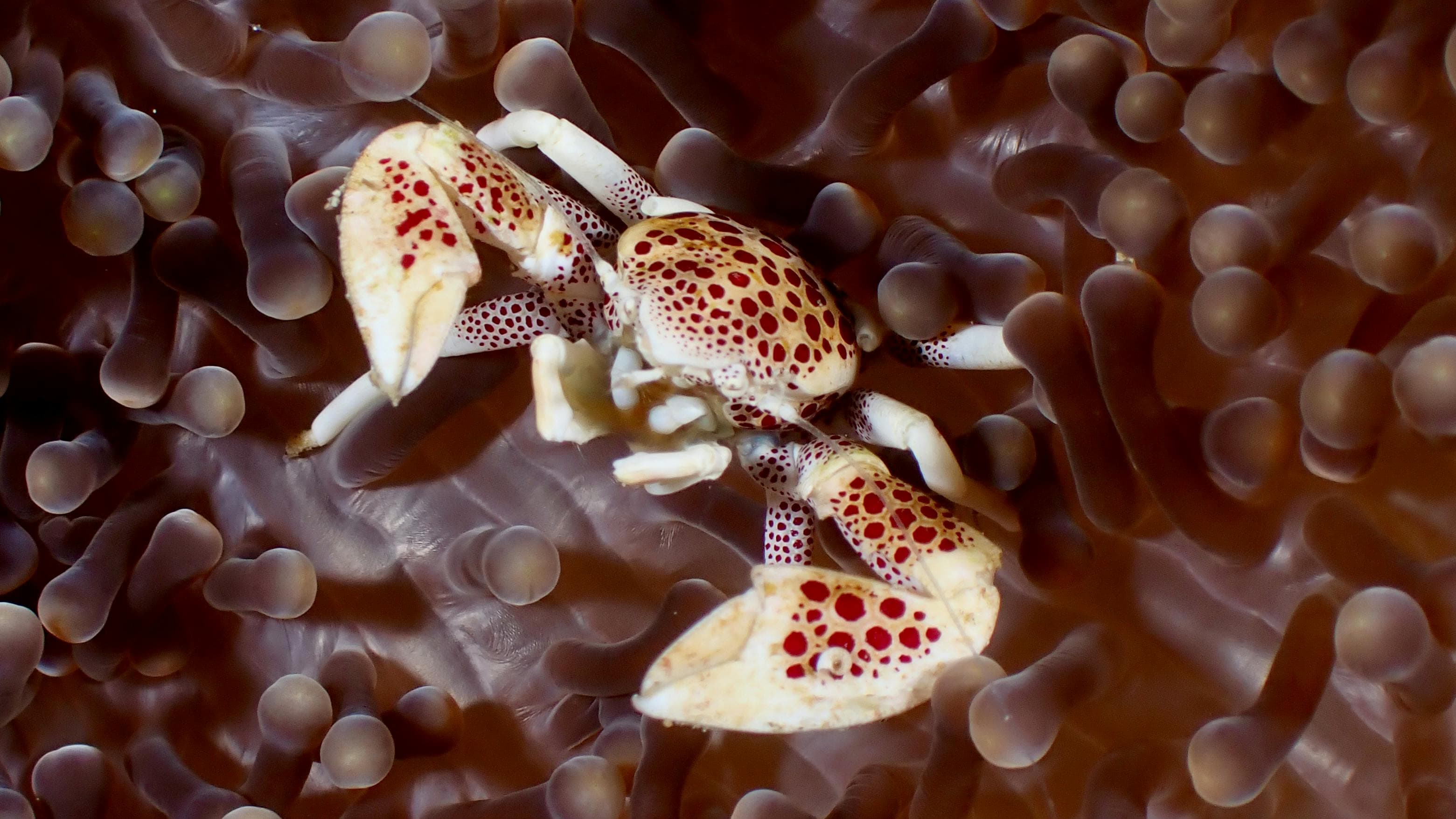 Triángulo Sulawesi: Bunaken-Bangka-Lembeh