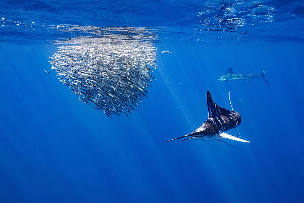 Sardine Run - Baja California