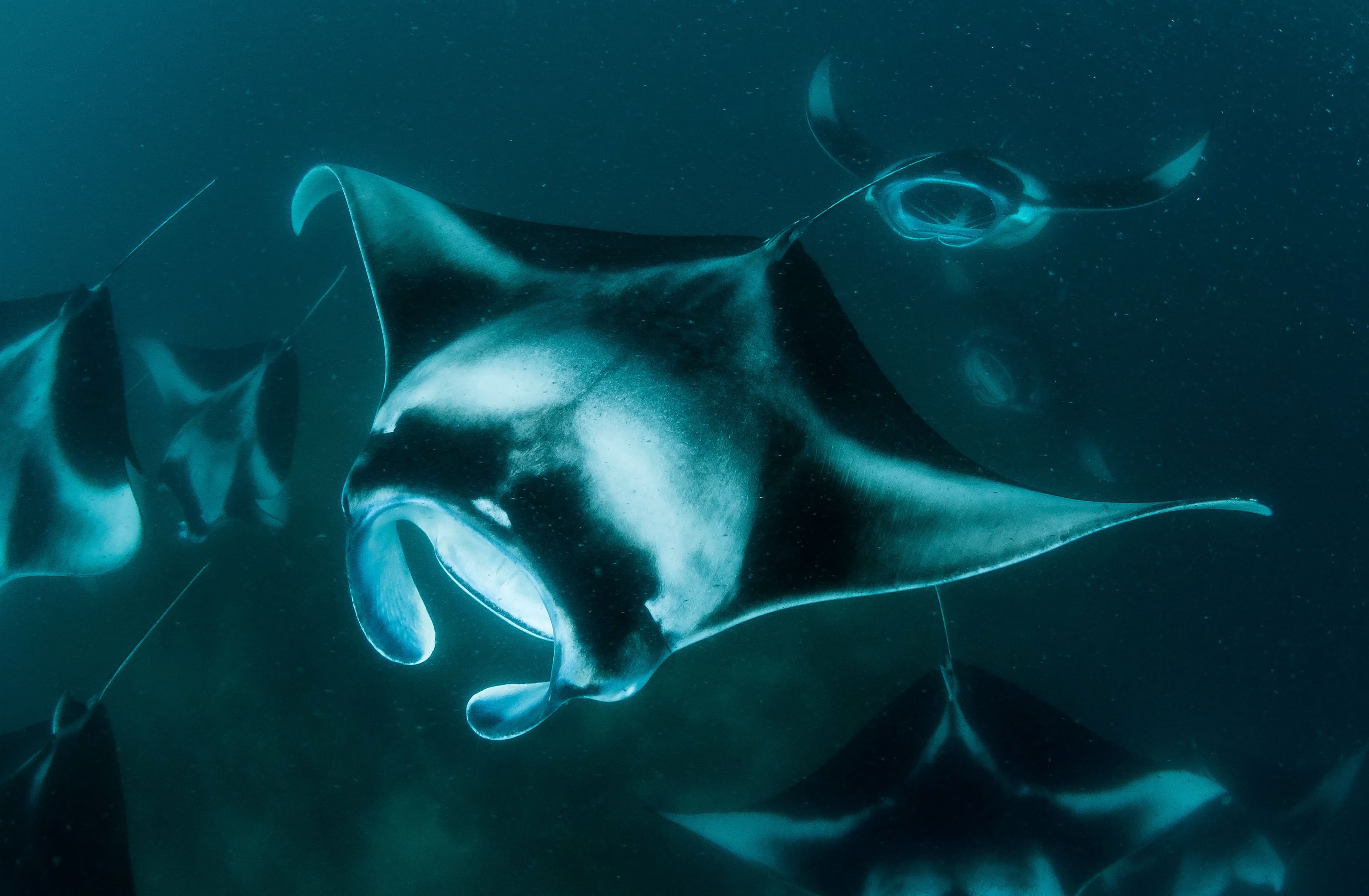 Maldivas - Asanadive - Más allá del buceo
