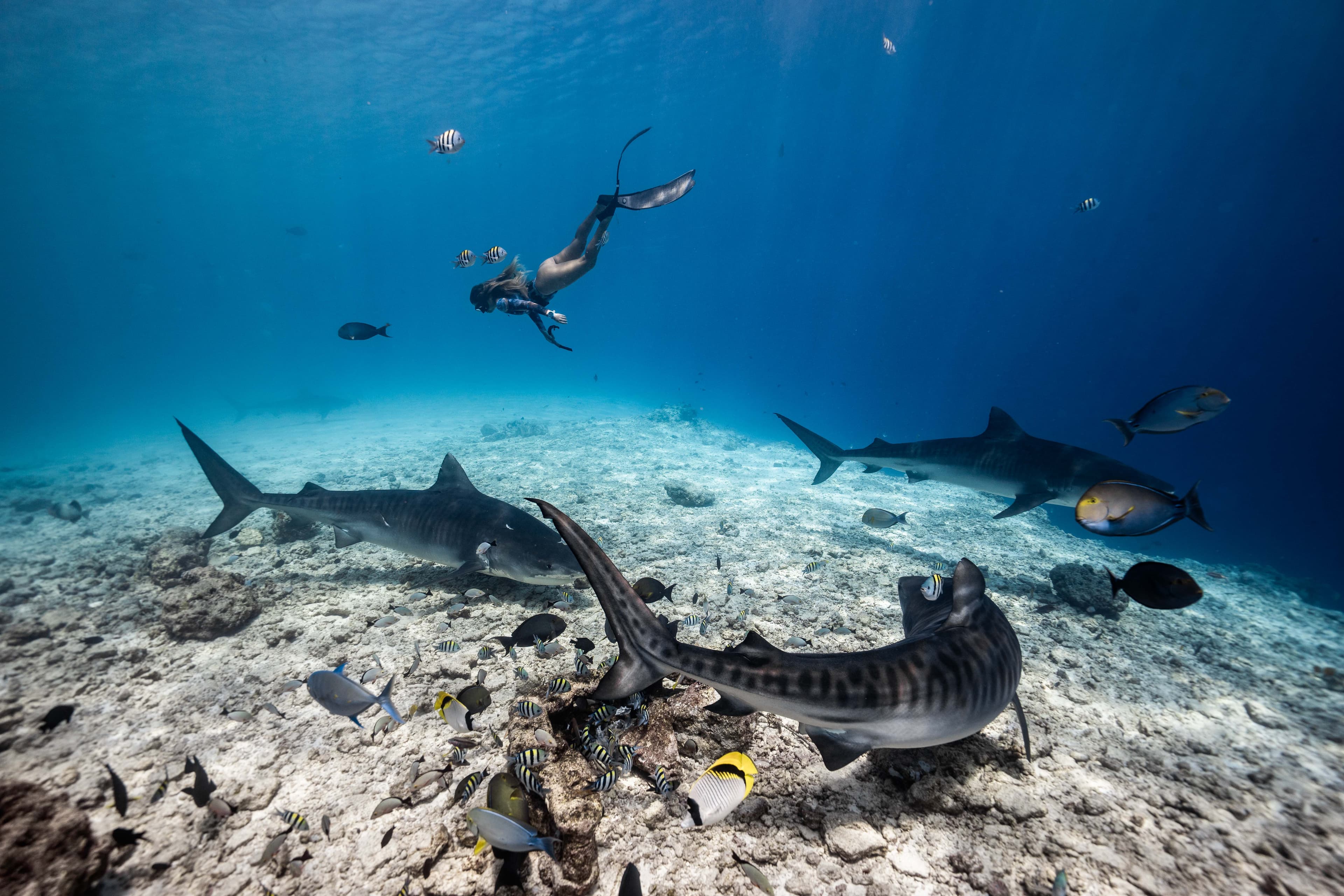 Maldivas - Asanadive - Sharks Triangle