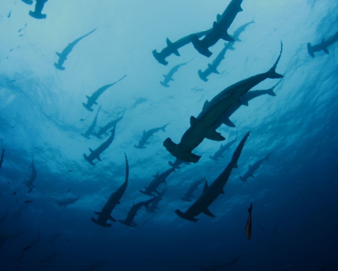 Galápagos - Vida a bordo 2027