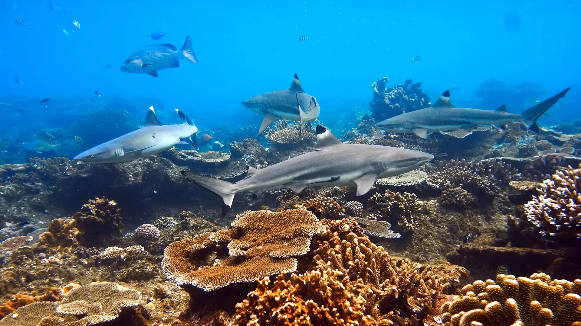 Polinesia - Moorea, Rangiroa y Fakarava