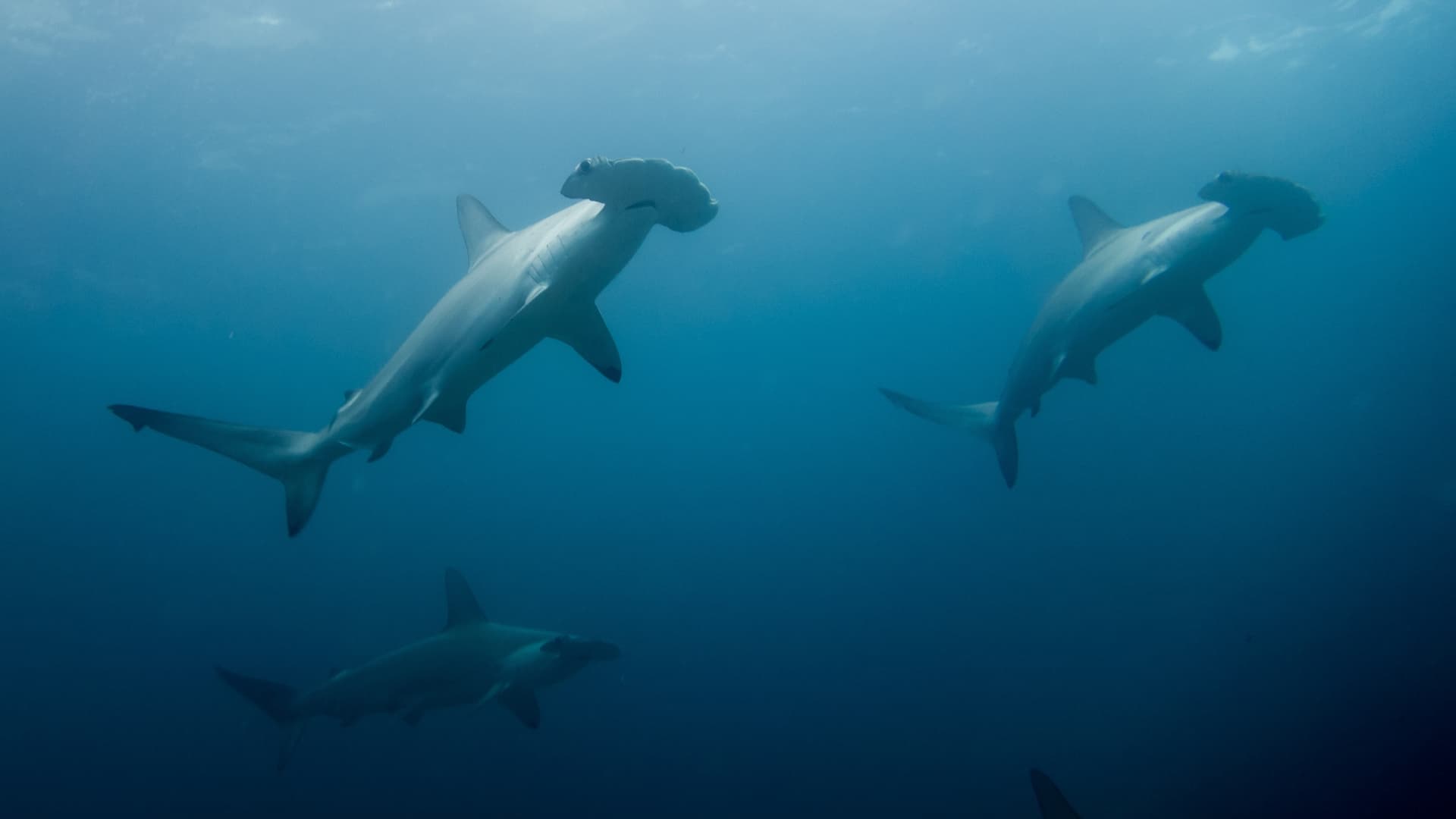 Malpelo - Vida a bordo 2027
