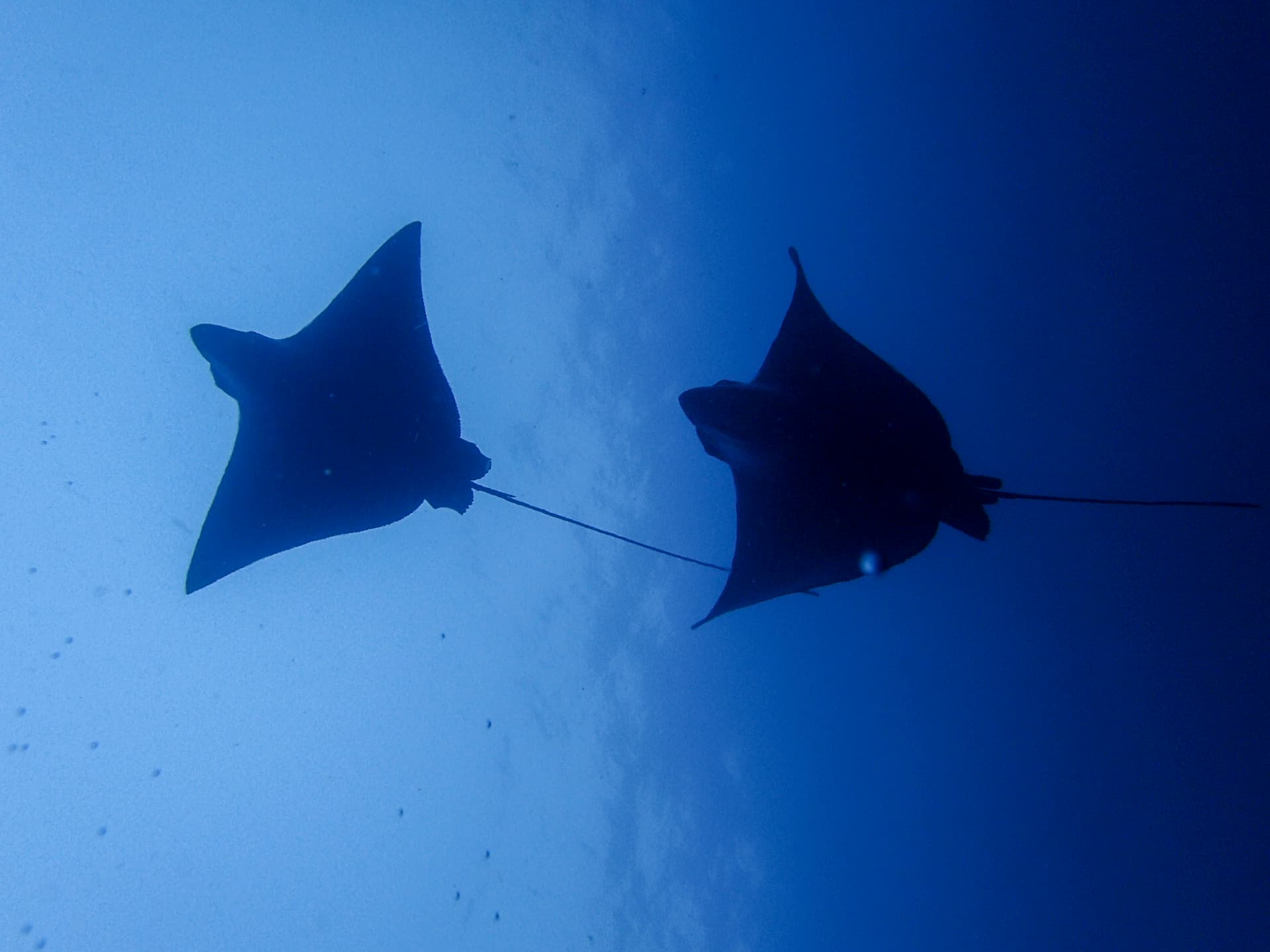 Malpelo