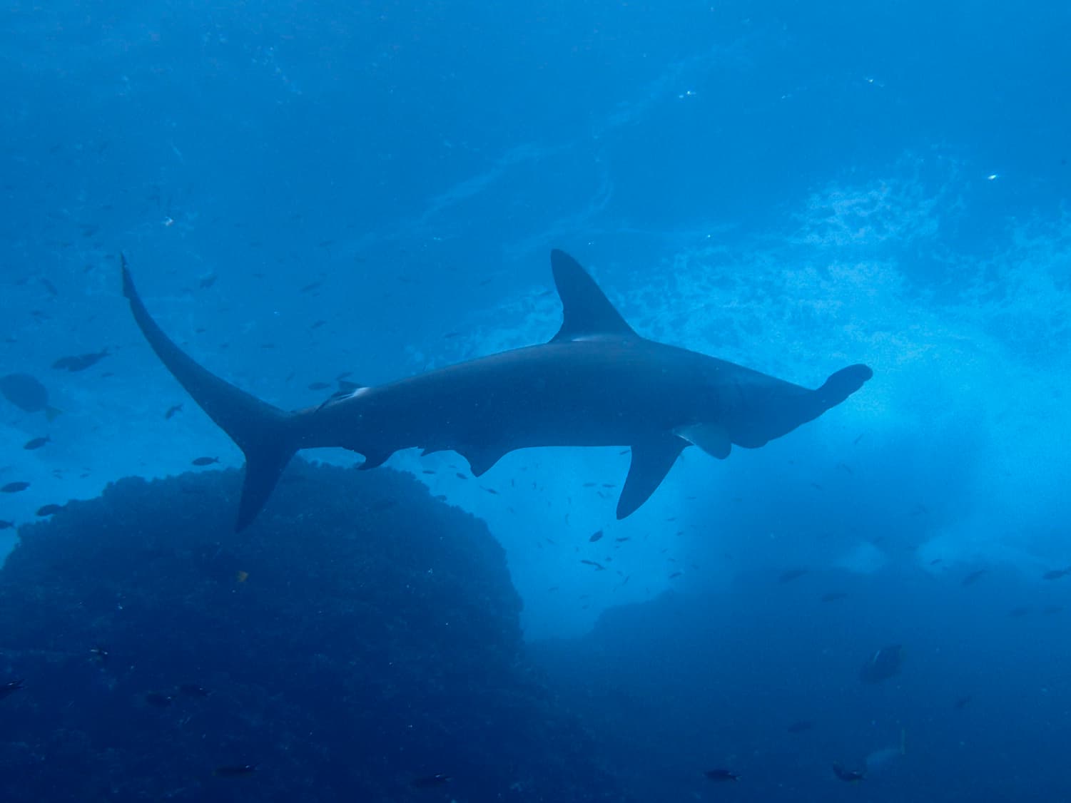 Malpelo