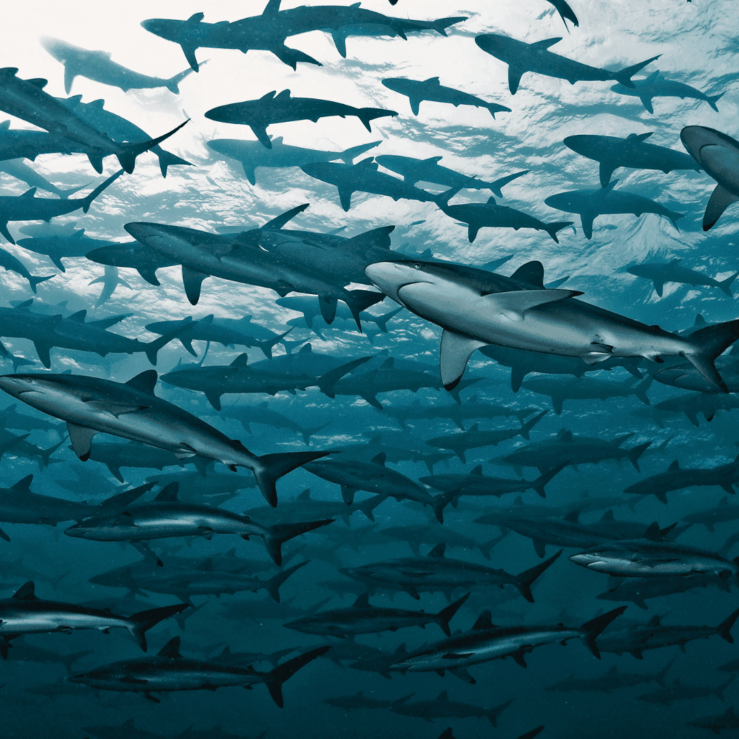 Malpelo