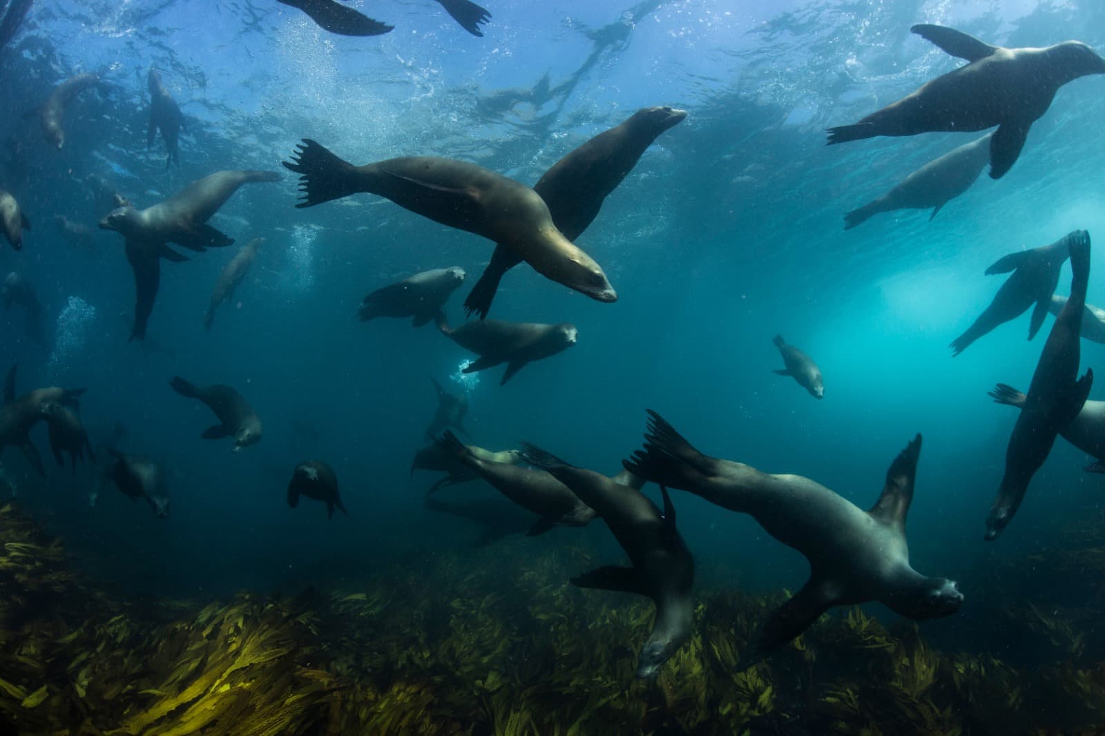 Baja California: La Paz - Cabo Pulmo