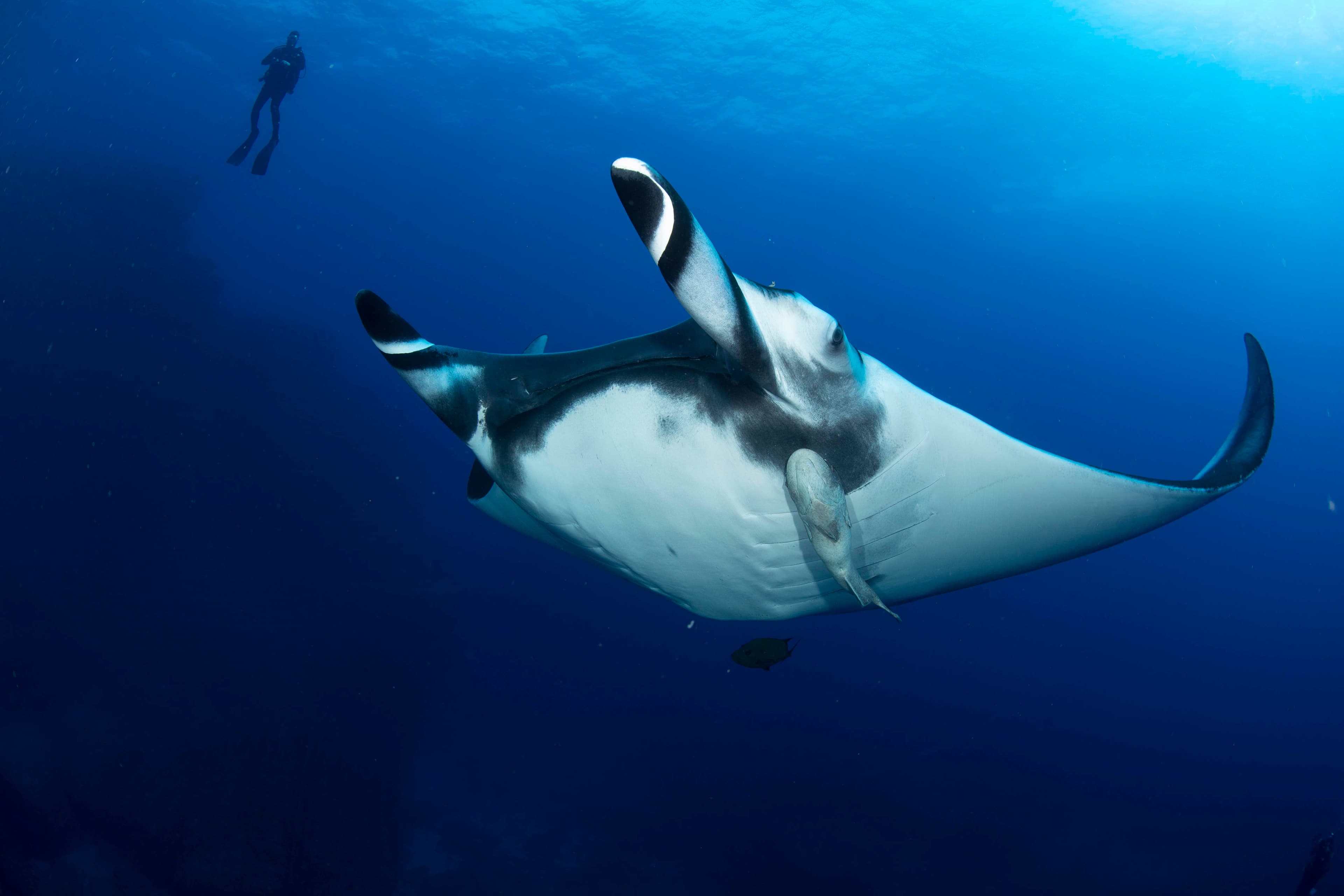 Revillagigedo - Isla de Socorro