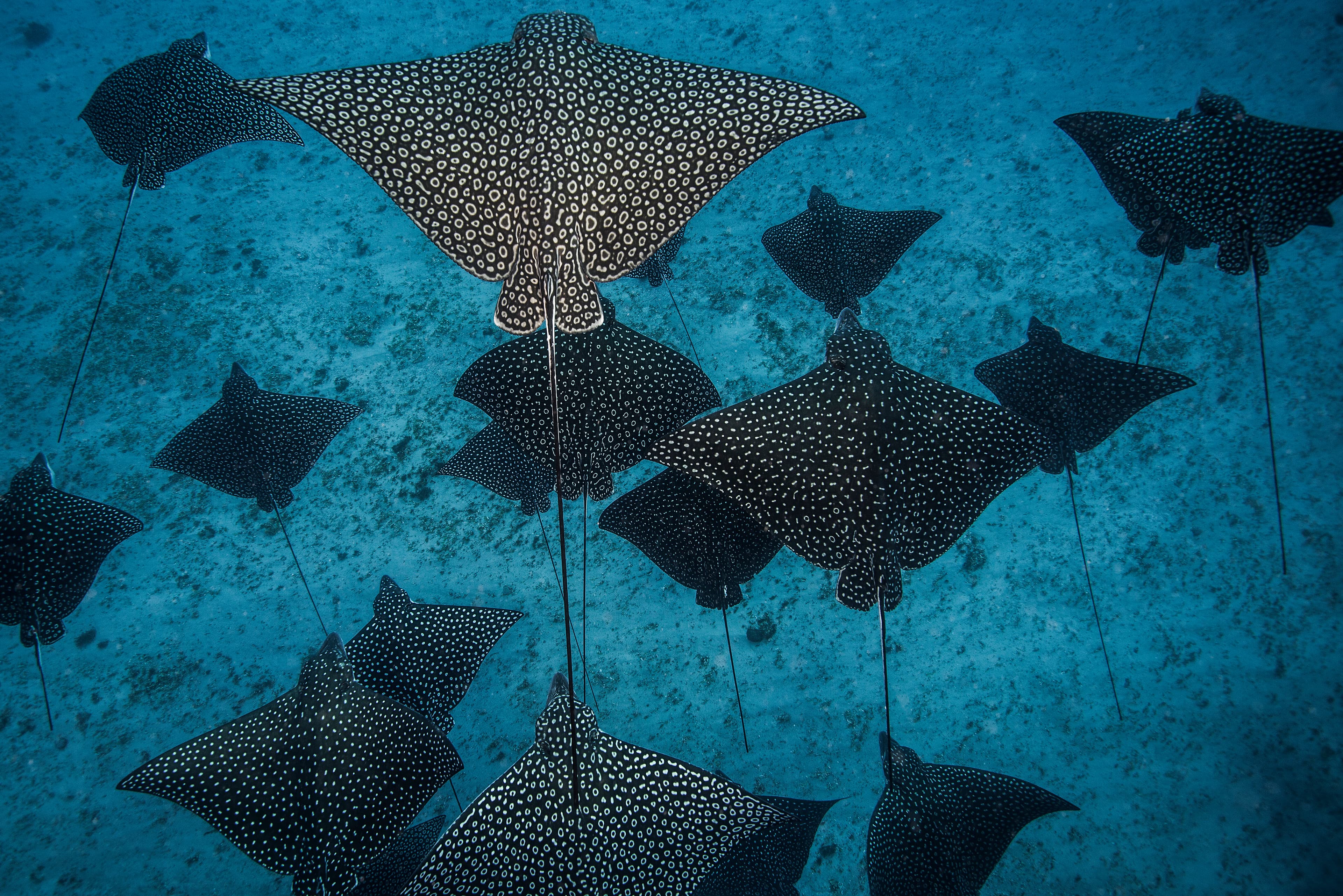 Eagle Ray Cozumel 2027