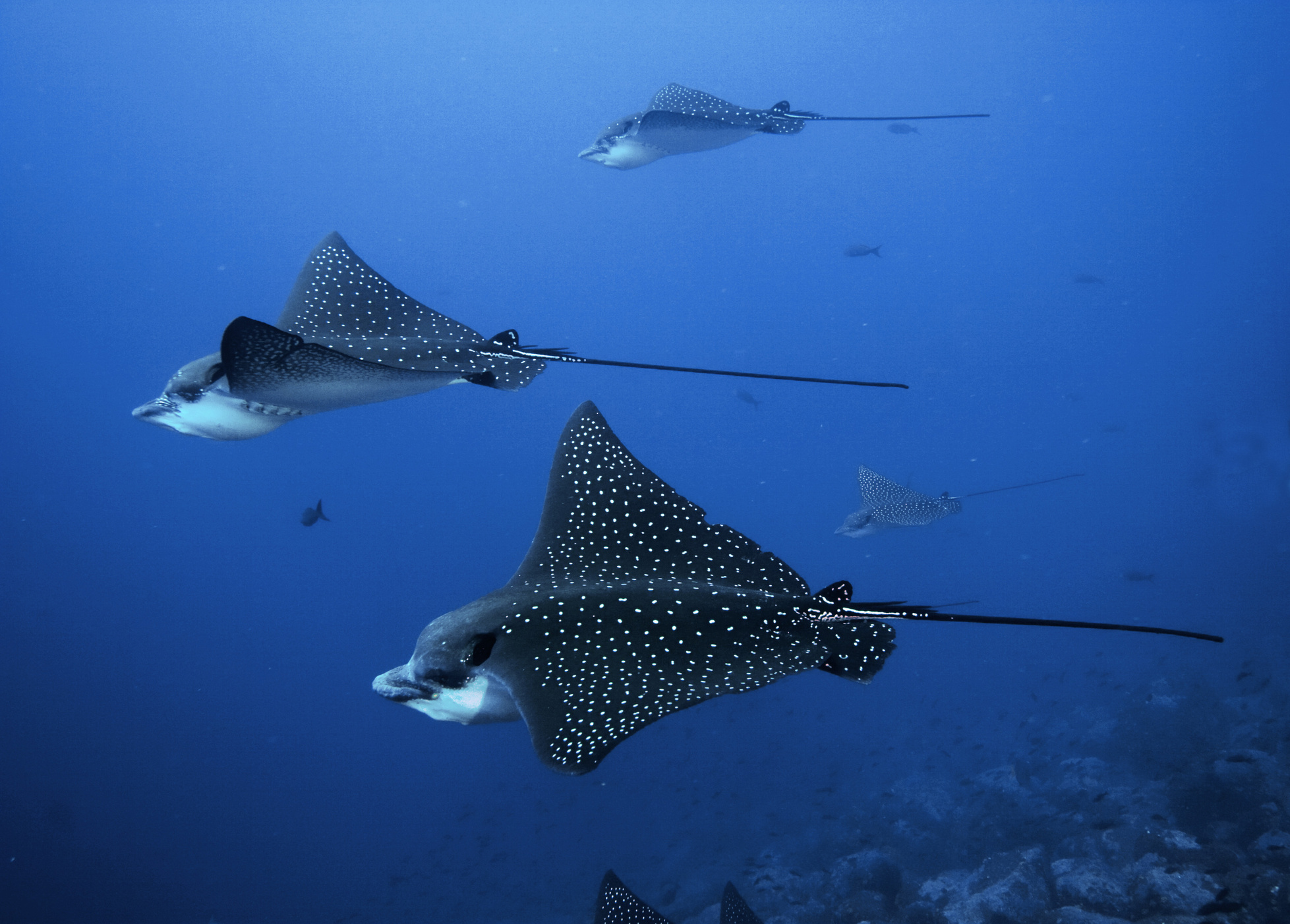 Iniciativas Buceo y Viajes