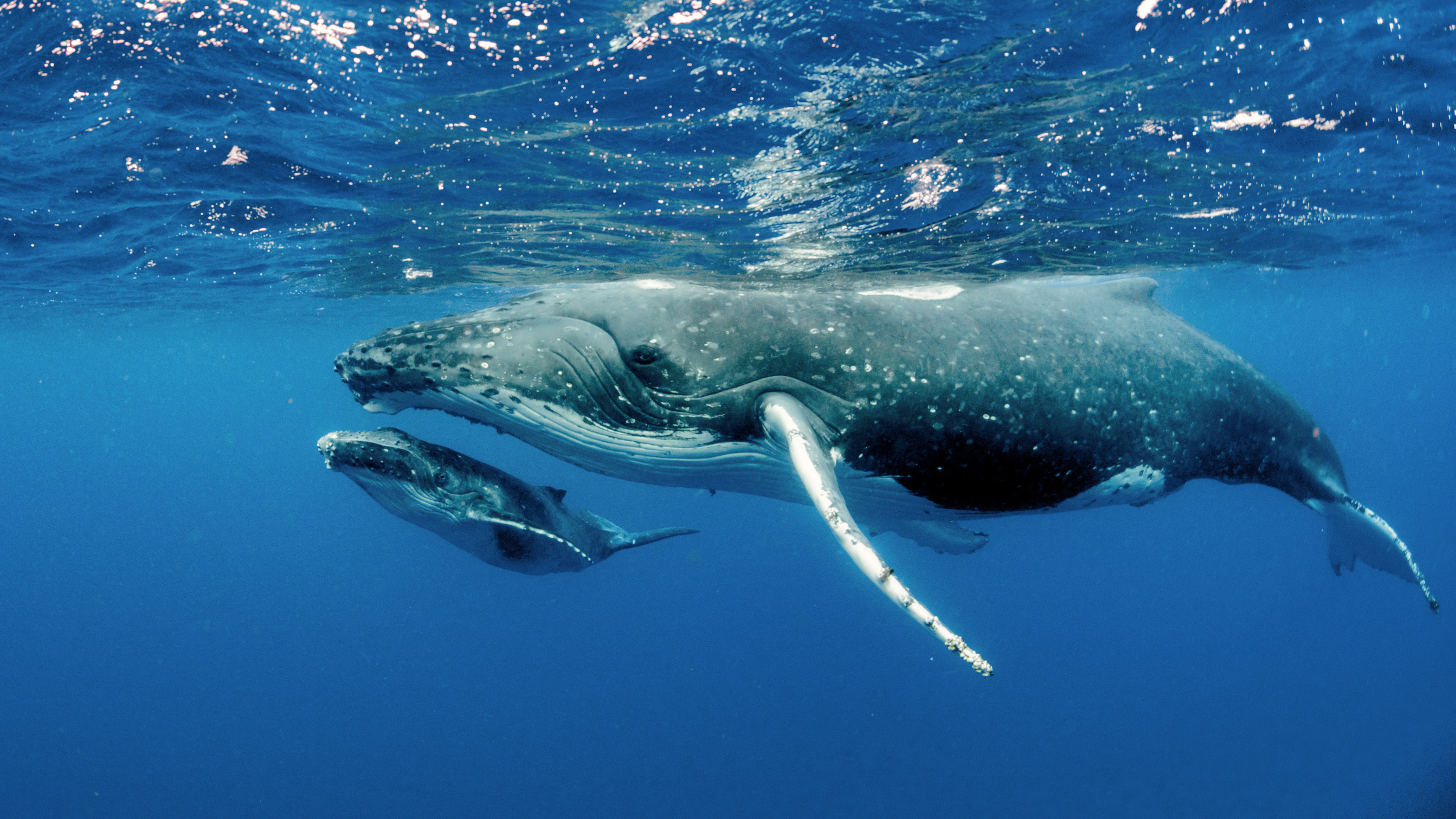 Por un turismo que protege la fauna