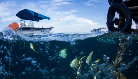 Raja Ampat Biodiversity