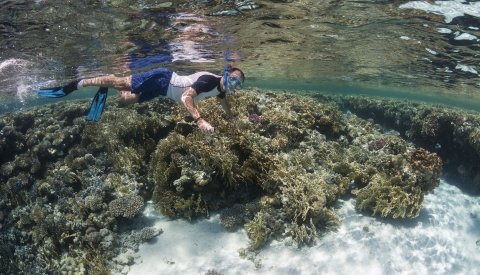 Nadar con delfines en el Mar Rojo
