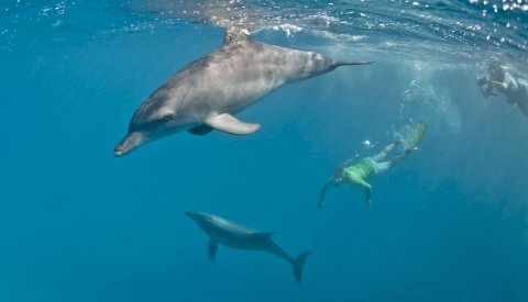 Nadar con delfines en el Mar Rojo