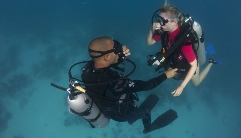 Nadar con delfines en el Mar Rojo