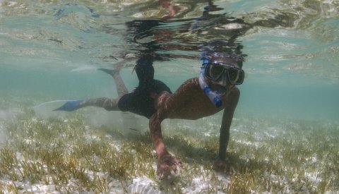Nadar con delfines en el Mar Rojo