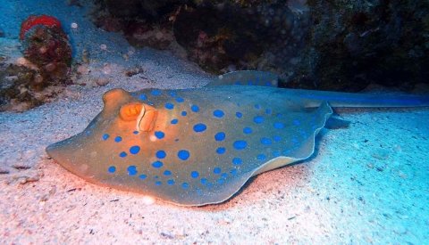 Nadar con delfines en el Mar Rojo