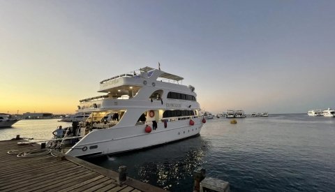 Nadar con delfines en el Mar Rojo