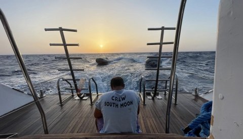 Nadar con delfines en el Mar Rojo