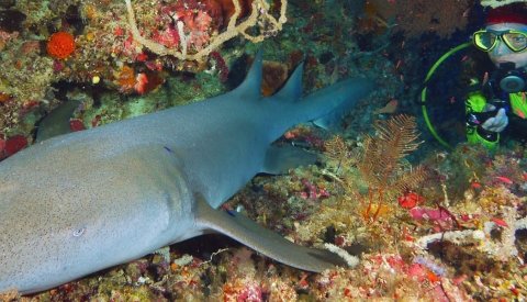 Tubbataha - Filipinas