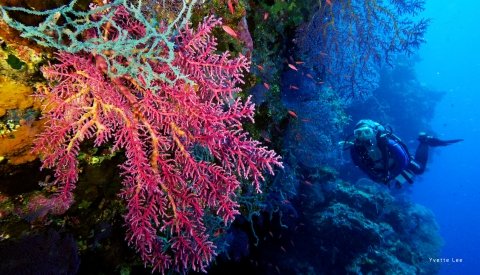 Tubbataha - Filipinas