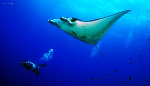 Tubbataha - Filipinas