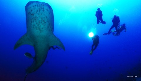Tubbataha - Filipinas