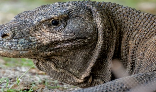 Impresionante Komodo