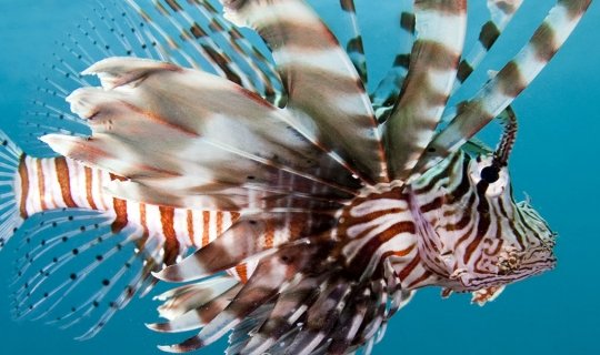 Todos los viajes de grupo