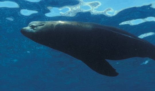 Buceo La Paz, Baja California