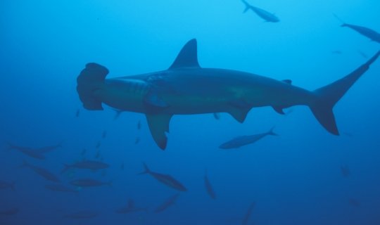 Baja California, La Paz y Cabo Pulmo