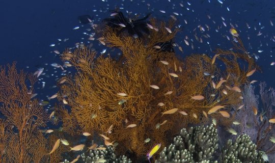 CUBA - JARDINES DE LA REINA