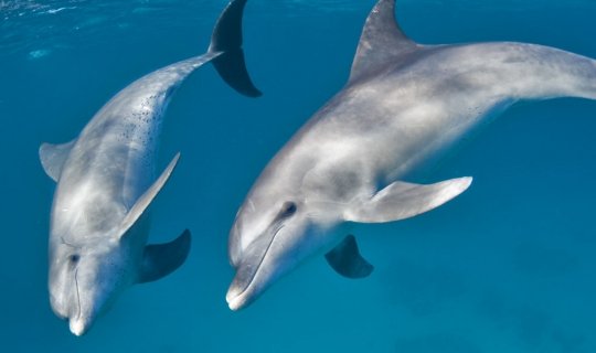 Nadar con delfines en el Mar Rojo