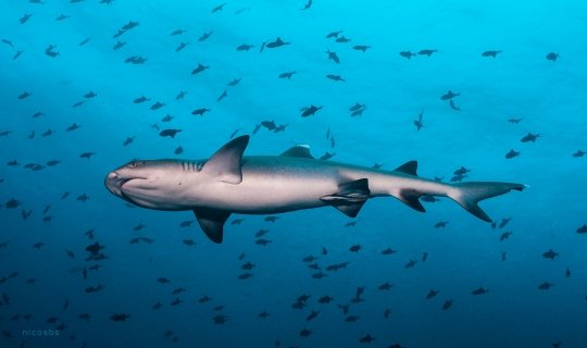 Combinado Islas Maldivas