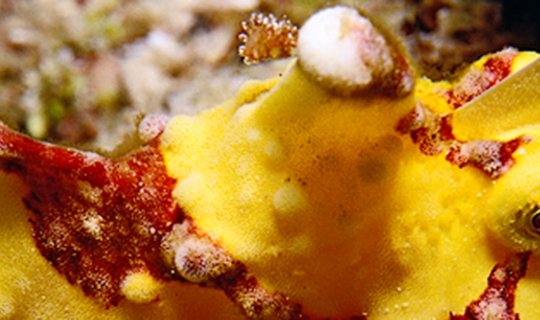 Moalboal - Filipinas