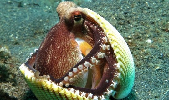 Sulawesi, Bunaken - Lembeh