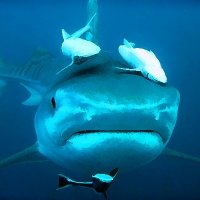 ALIWAL SHOAL