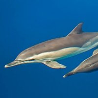 Azores