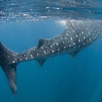 Isla de Dhigurah
