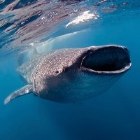 Galápagos Vida a bordo