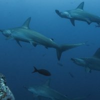 Bimini, el mejor buceo de Bahamas
