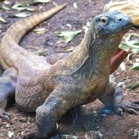 Komodo espectacular