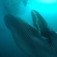 SARDINE RUN