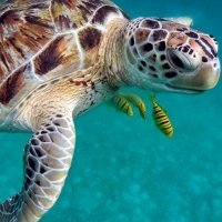 KOMODO Y BALI