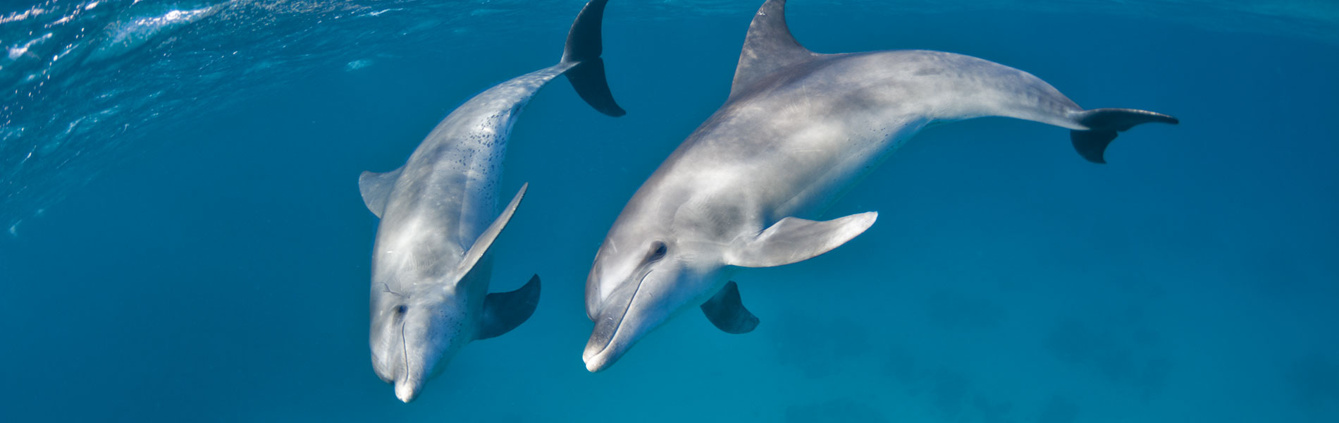 Nadar Con Delfines En El Mar Rojo Buceo Y Viajes